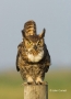 Owl;Florida;Southeast-USA;Bubo-virginianus;Owl;Florida;Southeast-USA;Bubo-virgin